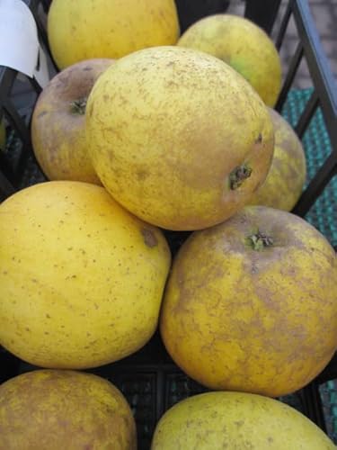 Malus Seestermüher Zitronenapfel - Herbstapfel - 120 cm Stamm Malus Seestermüher Zitronenapfel - Herbstapfel - 120 cm Stamm von Baumschule Pflanzenvielfalt