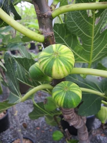 Melonenfeige - Fruchtfeige - Ficus carica Panache - Hochstamm 90 Melonenfeige - Fruchtfeige - Ficus carica Panache - Hochstamm 90 von Baumschule Pflanzenvielfalt