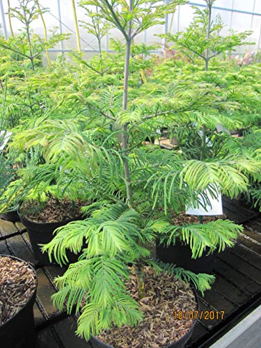 Metasequoia glyptostroboides Daweswood Tawny Fleece - Mammutbaum Daweswood Tawny Fleece von Baumschule Pflanzenvielfalt