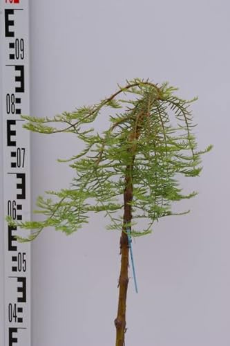 Metasequoia glyptostroboides Miss Grace - Hängender Urweltmammutbaum von Baumschule Pflanzenvielfalt