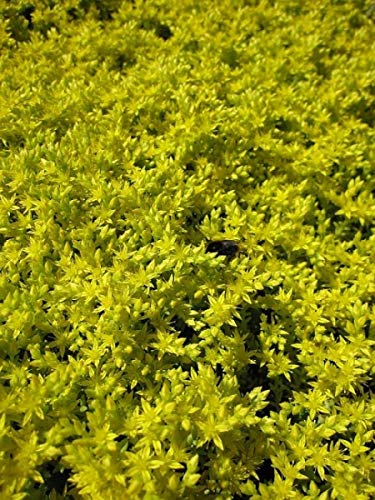 Milder Mauerpfeffer - Sedum sexangulare Verpackungseinheit 1 von Baumschule Pflanzenvielfalt