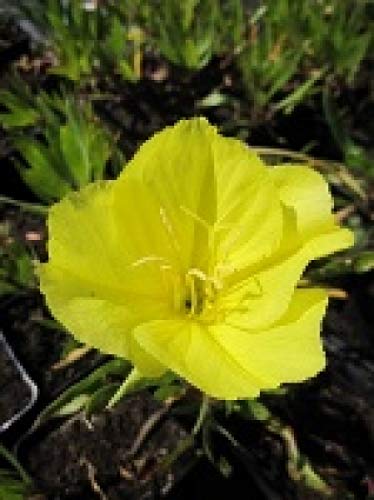 Missourie-Nachtkerze - Oenothera missouriensis (macrocarpa) Stückzahl Rabatt Einzelpreis von Baumschule Pflanzenvielfalt