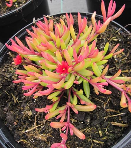 Mittagsblume Desert Dancer Red - Delosperma cooperi Desert Dancer Red von Baumschule Pflanzenvielfalt