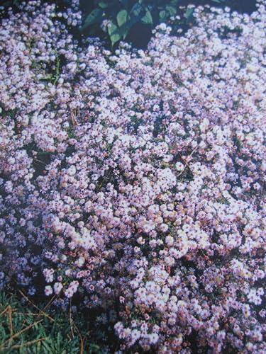 Myrten Aster Pink Cloud - Septemberkraut - Aster ericoides - Blumenstaude Verpackungseinheit 1 Myrten Aster Pink Cloud - Septemberkraut - Aster ericoides - Blumenstaude Verpackungseinheit 1 von Baumschule Pflanzenvielfalt