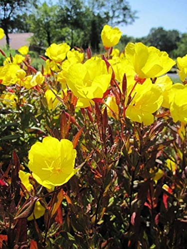 Nachtkerze Sonnenwende - Garten Nachtkerze - Oenothera tetragona Sonnenwende Stückzahl Rabatt Einzelpreis von Baumschule Pflanzenvielfalt