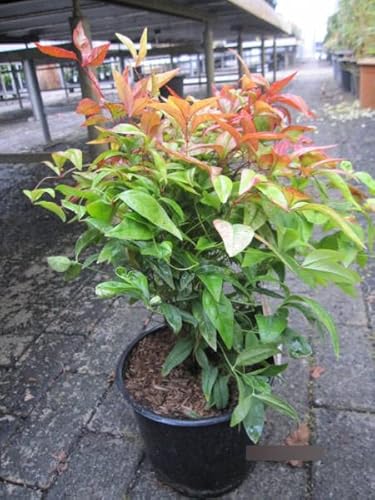 Nandina domestica Firepower - Himmelsbambus Firepower - 30-40m Nandina domestica Firepower - Himmelsbambus Firepower - 30-40m von Baumschule Pflanzenvielfalt