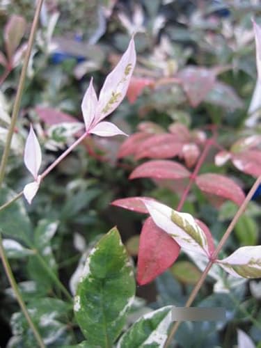 Nandina domestica Twilight - Bunter Himmelsbambus - Heiliger Bambus - 30-40cm Nandina domestica Twilight - Bunter Himmelsbambus - Heiliger Bambus - 30-40cm von Baumschule Pflanzenvielfalt