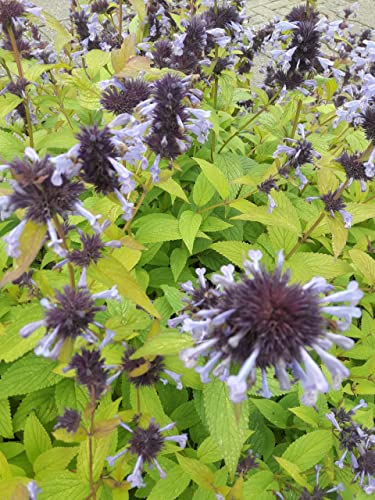 Nepeta grandiflora Blue Danube - Großblütige Katzenminze Blue Danube Stückzahl Rabatt Einzelpreis von Baumschule Pflanzenvielfalt