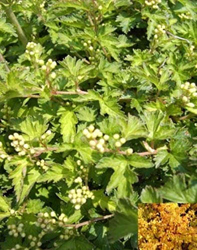 Niedrige Kranzspiere Crispa® - Zwerg Kranzspiere - Stephanandra incisa Crispa® von Baumschule Pflanzenvielfalt