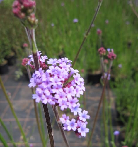 Niedriges Argentinisches Eisenkraut Vanity - Verbena bonariensis Vanity - Verbene von Baumschule Pflanzenvielfalt