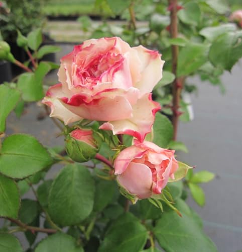 Nostalgie® Beetrose Mariatheresia ® - Rosa Mariatheresia ® - Tantau Rose von Baumschule Pflanzenvielfalt