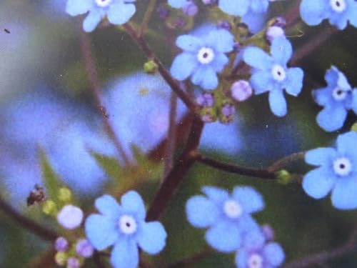 Omphlalodes verna - Frühlings-Gedenkemein/Nabelnüsschen Verpackungseinheit 3 Omphlalodes verna - Frühlings-Gedenkemein/Nabelnüsschen Verpackungseinheit 3 von Baumschule Pflanzenvielfalt