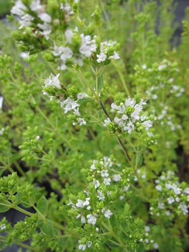 Origanum Hybride Hot and Spicy - Scharfer Oregano Hot & Spicy Verpackungseinheit 3 von Baumschule Pflanzenvielfalt