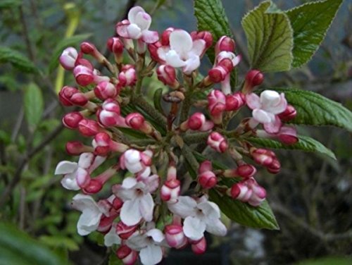 Osterschneeball Mohawk - Wintergrüner Duftschneeball - Viburnum burkwoodii - Vanille Duft (30-40) von Baumschule Pflanzenvielfalt