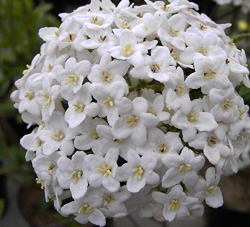 Osterschneeball - Viburnum x burkwoodii - stark duftend (40-60) von Baumschule Pflanzenvielfalt