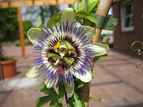 Passiflora caerulea - Passionsblume 40-60 cm von Baumschule Pflanzenvielfalt