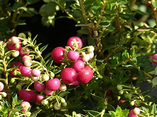 Pernettya mucronata Purpurea - Torfmyrte - weiblich - 20-30 - Kleinstrauch von Baumschule Pflanzenvielfalt