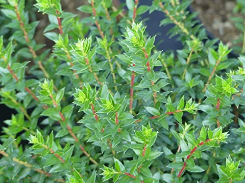 Pernettya mucronata - Torfmyrte - männlich von Baumschule Pflanzenvielfalt