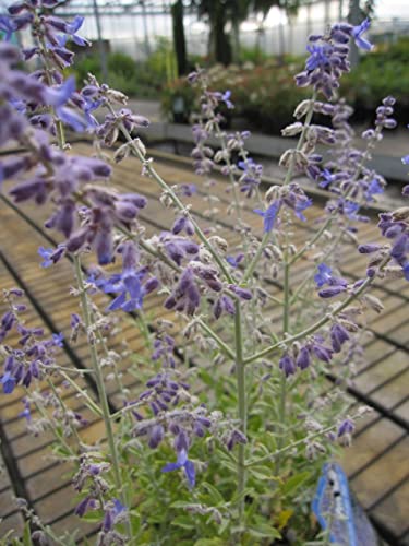 Perovskia atriplicifolia Prime Time - Blauraute - Russischer Salbei 40-60 von Baumschule Pflanzenvielfalt