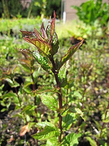 Pfeffer-Minze Proserpina - Mentha piperita Proserpina - Heilkräuterstaude Stückzahl Rabatt 3er-Paket von Baumschule Pflanzenvielfalt