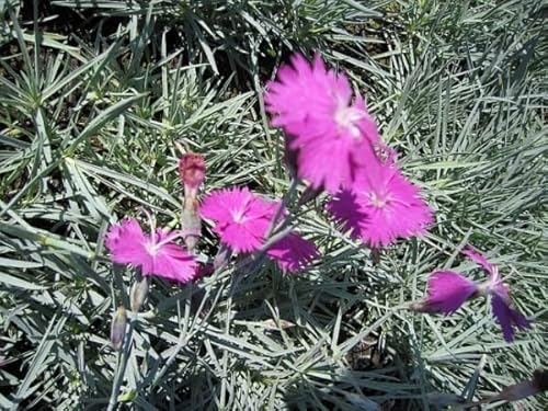 Pfingstnelke Feuerhexe - Dianthus gratianopolitanus Verpackungseinheit 1 Pfingstnelke Feuerhexe - Dianthus gratianopolitanus Verpackungseinheit 1 von Baumschule Pflanzenvielfalt