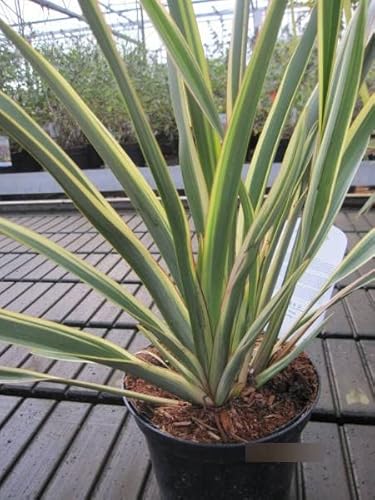 Phormium tenax Wings of Gold - Neuseelandflachs Wings of Gold von Baumschule Pflanzenvielfalt