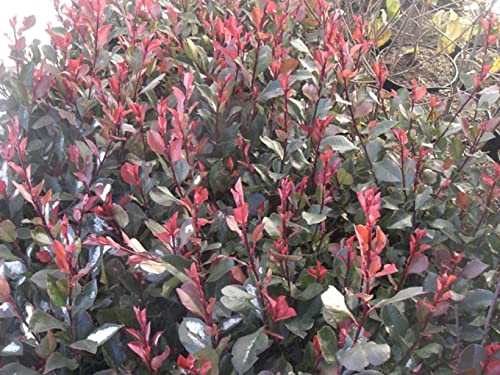 Photinia fraseri Little Red Robin - Glanzmispel Little Red Robin von Baumschule Pflanzenvielfalt