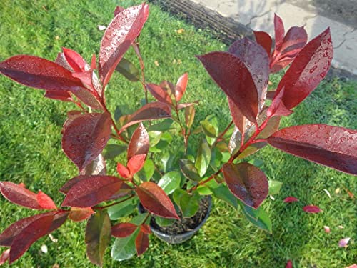 Photinia fraseri Red Robin - Glanzmispel Red Robin von Baumschule Pflanzenvielfalt