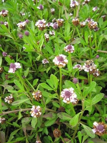 Phyla Summer Pearls ´- Teppichverbenen Verpackungseinheit 10 Phyla Summer Pearls ´- Teppichverbenen Verpackungseinheit 10 von Baumschule Pflanzenvielfalt