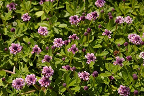 Phyla nodiflora Pink Pompon - Teppichverbene - Stückzahl Rabatt 10er-Paket von Baumschule Pflanzenvielfalt