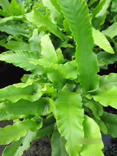 Phyllitis scolopendrium - Hirschzungen Farn von Baumschule Pflanzenvielfalt