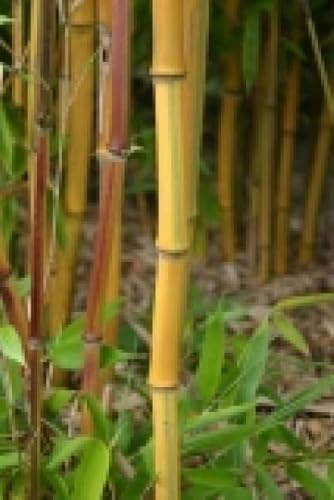 Phyllostachys aureosulcata spectabilis - Zickzack-Bambus spectabilis - 125-150cm von Baumschule Pflanzenvielfalt