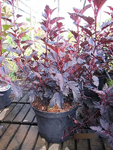 Physocarpus opulifolius All Black - Schwarzrote Blasenspiere - 40-60cm von Baumschule Pflanzenvielfalt