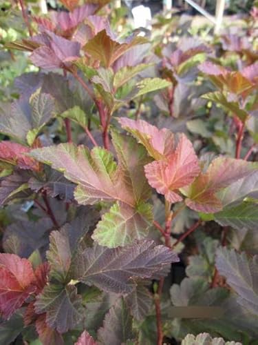 Physocarpus opulifolius Amber Jubilee - Blasenspiere 40-60 von Baumschule Pflanzenvielfalt