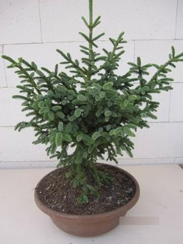 Picea likiangensis Purpurea - Blaugrüne Zapfenfichte - 30-40 von Baumschule Pflanzenvielfalt