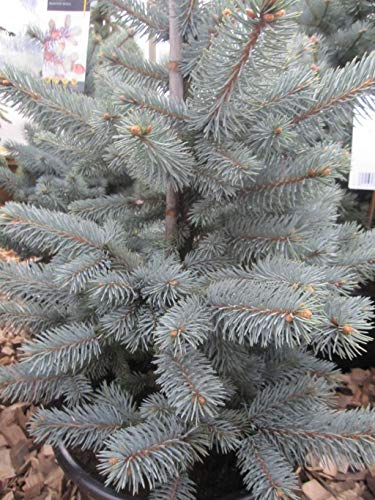 Picea pungens Blue Mountain - Stechfichte Blue Mountain von Baumschule Pflanzenvielfalt