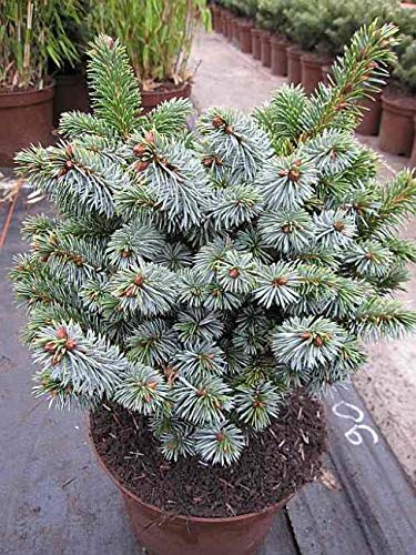 Picea sitchensis Silberzwerg - Silbrige Zwergform der Sitka-Fichte - von Baumschule Pflanzenvielfalt