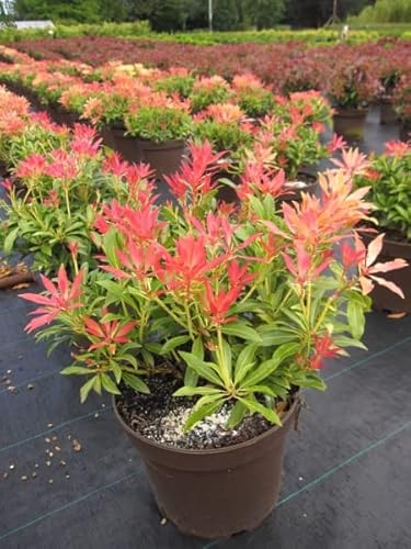 Pieris japonica Forest Flame - japanische Lavendelheide - 30-40cm von Baumschule Pflanzenvielfalt