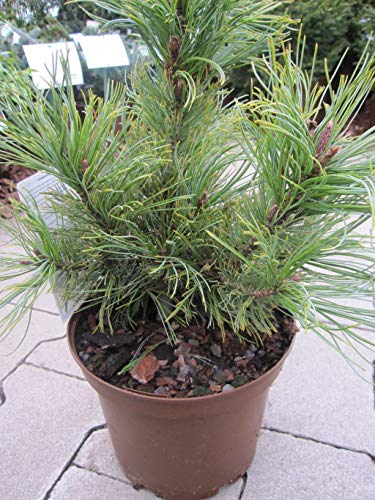 Pinus cembra Nana - Zwergige Zirbelkiefer von Baumschule Pflanzenvielfalt