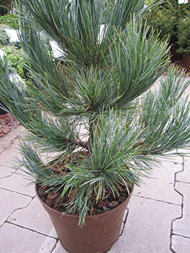 Pinus cembra glauca compacta - Kompakte Blauzirbelkiefer von Baumschule Pflanzenvielfalt