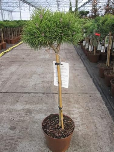 Pinus mugo Mops - Kugel-Kiefer Mops Stamm 40cm von Baumschule Pflanzenvielfalt