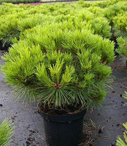 Pinus nigra Pierrick Bregeon® - Kugelkiefer Pierrick Bregeon® - Kugelföhre - Größe 30-40 cm von Baumschule Pflanzenvielfalt