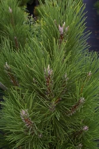 Pinus nigra Pyramidata - Säulen-Schwarzkiefer - 40-50cm von Baumschule Pflanzenvielfalt