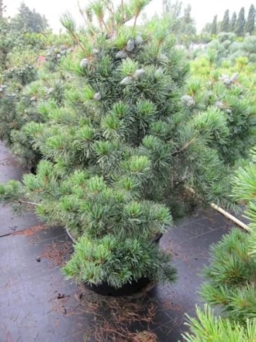 Pinus parviflora Glauca - Blaue Mädchenkiefer - 50-60 cm von Baumschule Pflanzenvielfalt