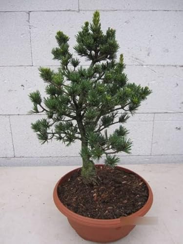 Pinus parviflora Gyokkasen - Mädchenkiefer Gyokkasen Bonsai von Baumschule Pflanzenvielfalt