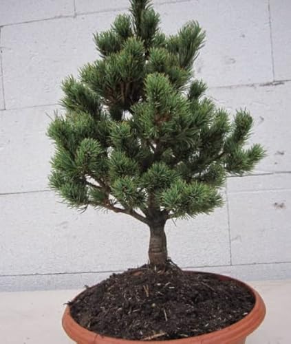 Pinus parviflora Hagoromo - Zwerg-Mädchenkiefer - 20-25cm von Baumschule Pflanzenvielfalt