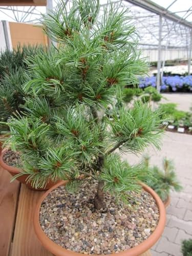 Pinus parviflora Schoons Bonsai - Mädchenkiefer 30-40 von Baumschule Pflanzenvielfalt