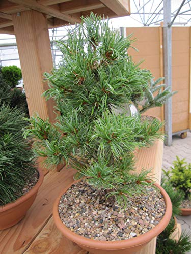 Pinus parviflora Schoons Bonsai - Mädchenkiefer Schoons Bonsai Pinus parviflora Schoons Bonsai - Mädchenkiefer Schoons Bonsai von Baumschule Pflanzenvielfalt