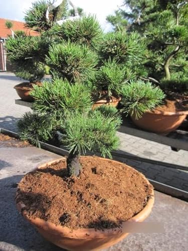 Pinus uncinata Formschnitt Pompon - Haken-Kiefer Formschnitt Pompon von Baumschule Pflanzenvielfalt