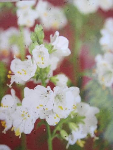 Polemonium caeruleum Album - Garten Jakobsleiter/Himmelsleiter Album Verpackungseinheit 1 von Baumschule Pflanzenvielfalt